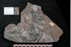 Foto (Objekt + Etikett) von Pecopteris sp.  (NHMW-GEO-2024-0188-11220)